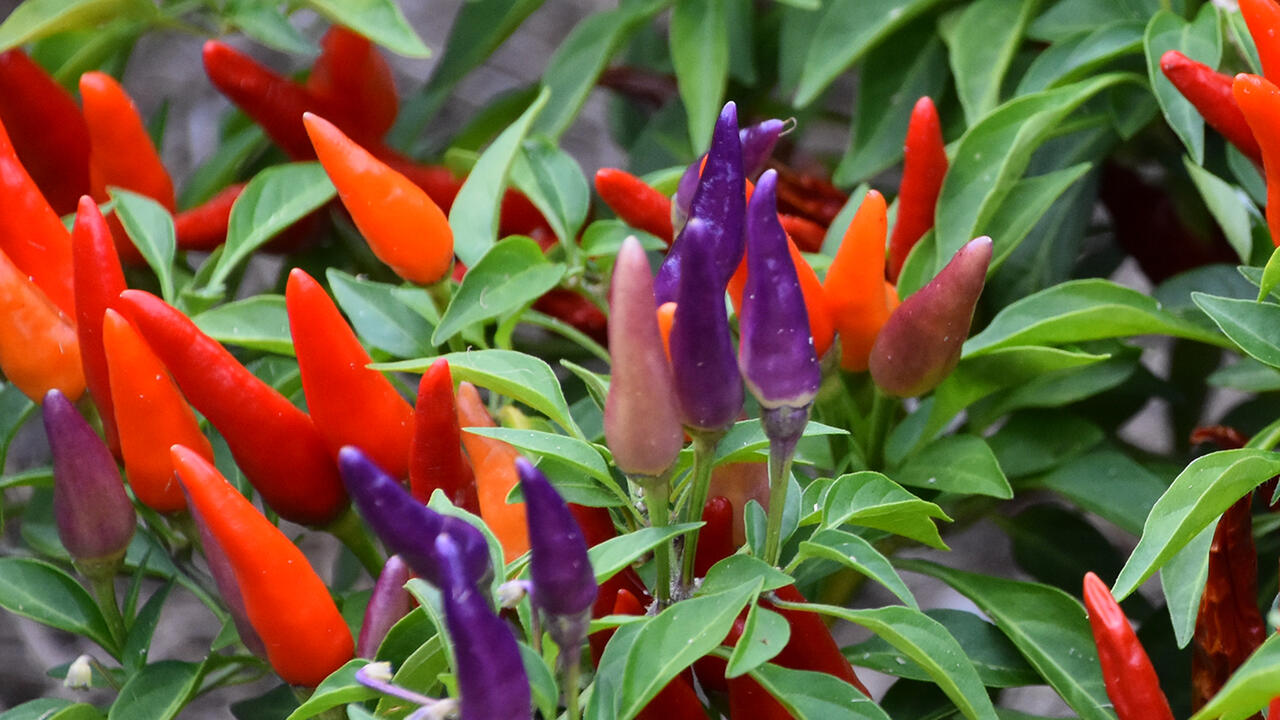 Red, orange and purple peppers rise from green foliage.
