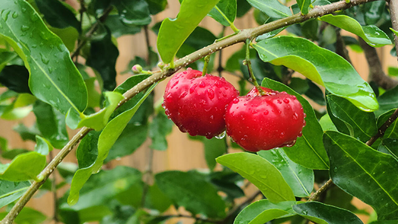 Round, red fruit grows on a branch.