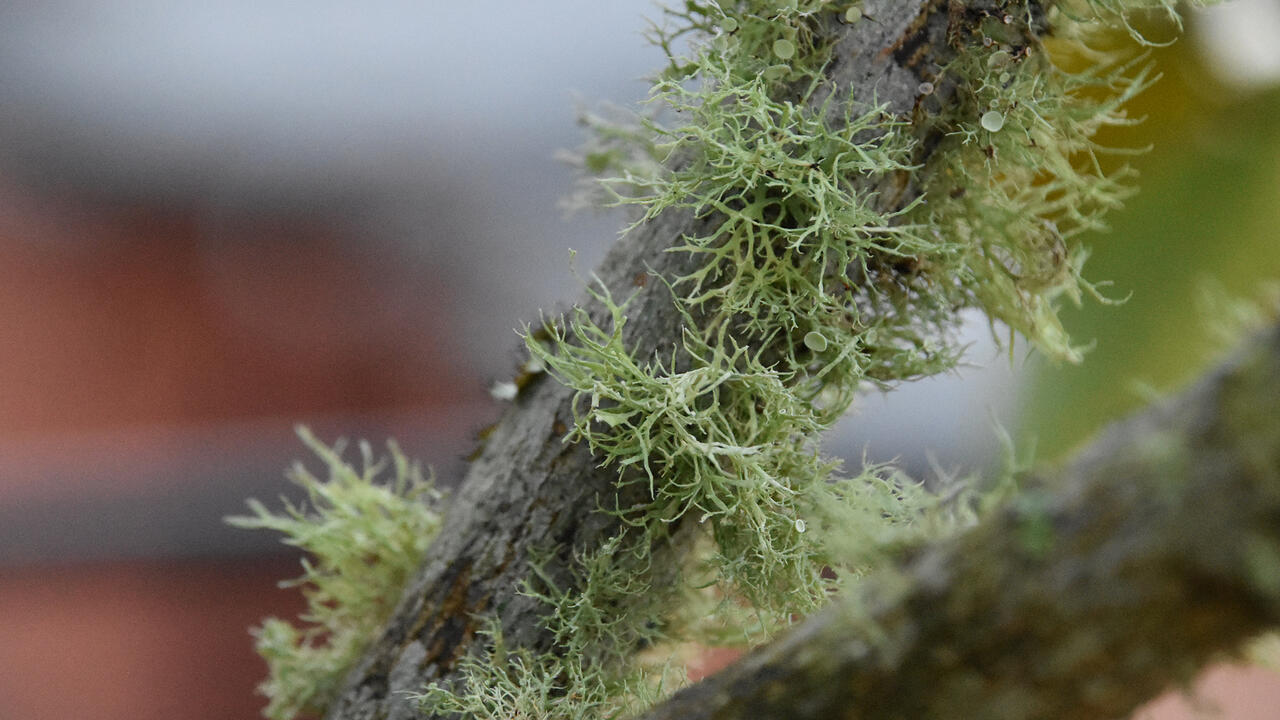 Fuzzy green patches grow on a branch.