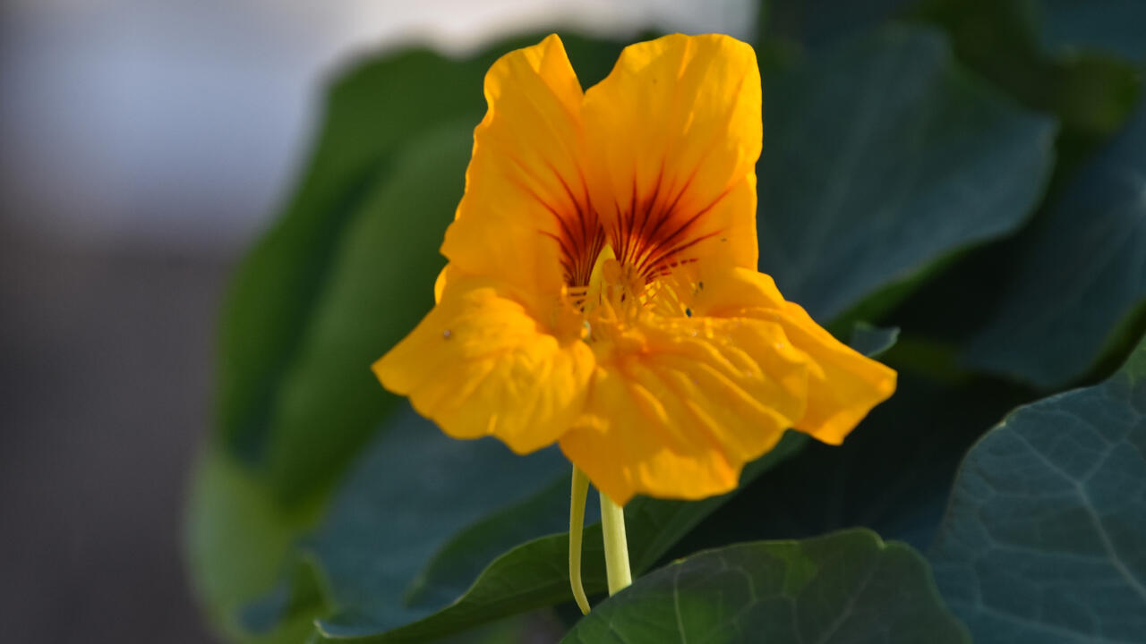 A yellow bloom.