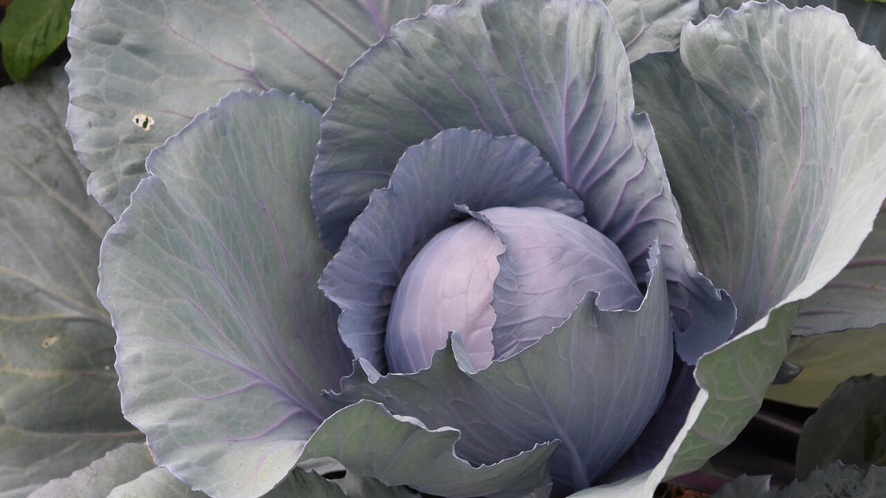 A head of cabbage grows in a garden.