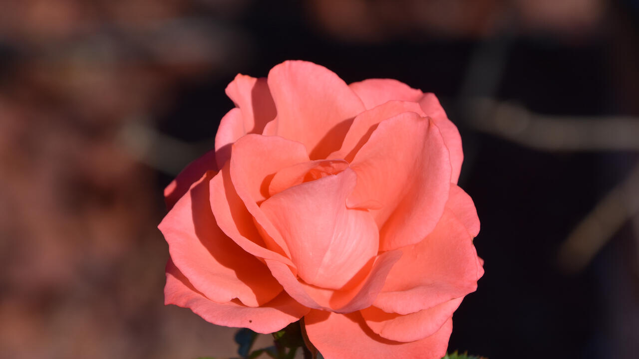 A single pink rose bloom.