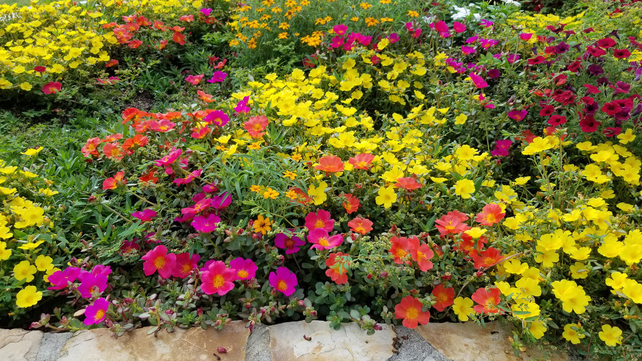 Low plants are covered in yellow and purple blooms. 