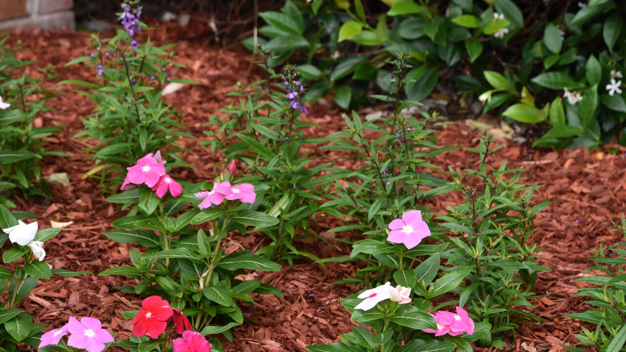 Mulch surrounds small flowering plants.