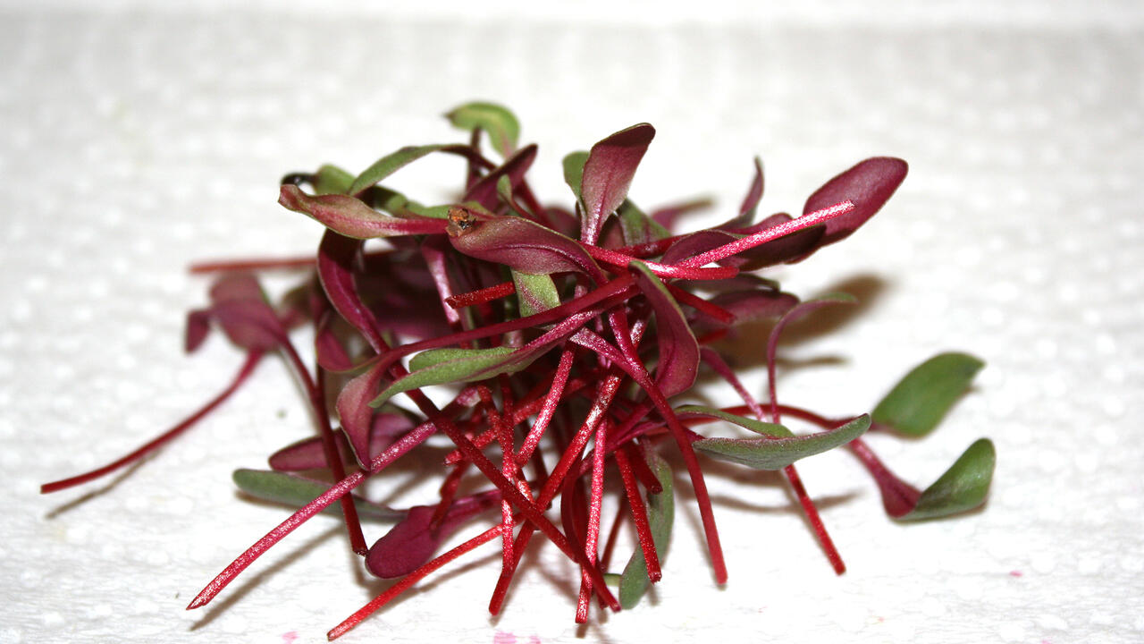 Tiny, red plant sprouts have been cut and placed in a pile.