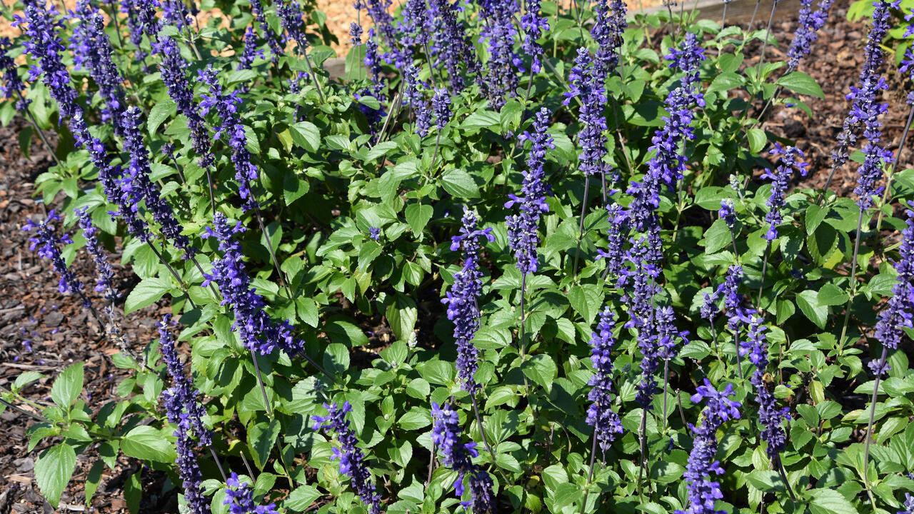 Spikes of purple flowers extend from green foliage.