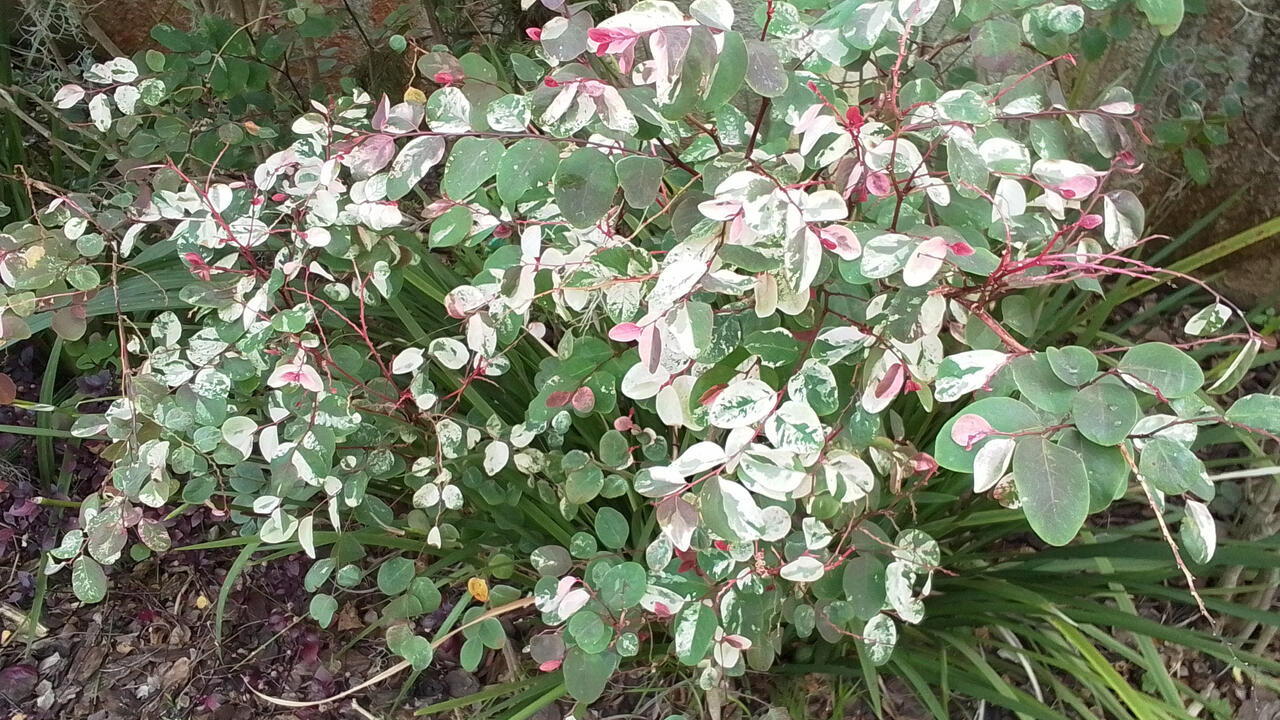 A shrub has green leaves with white and red markings.