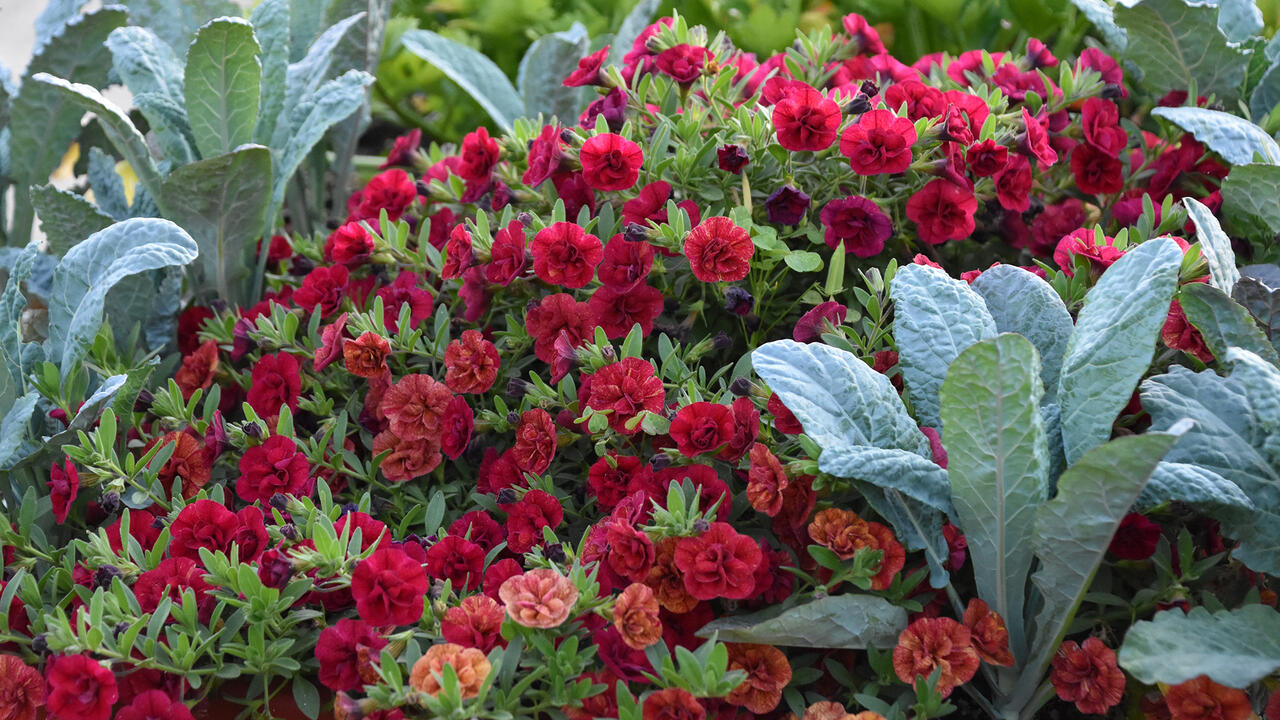Upright green leaves grow among red blooms.