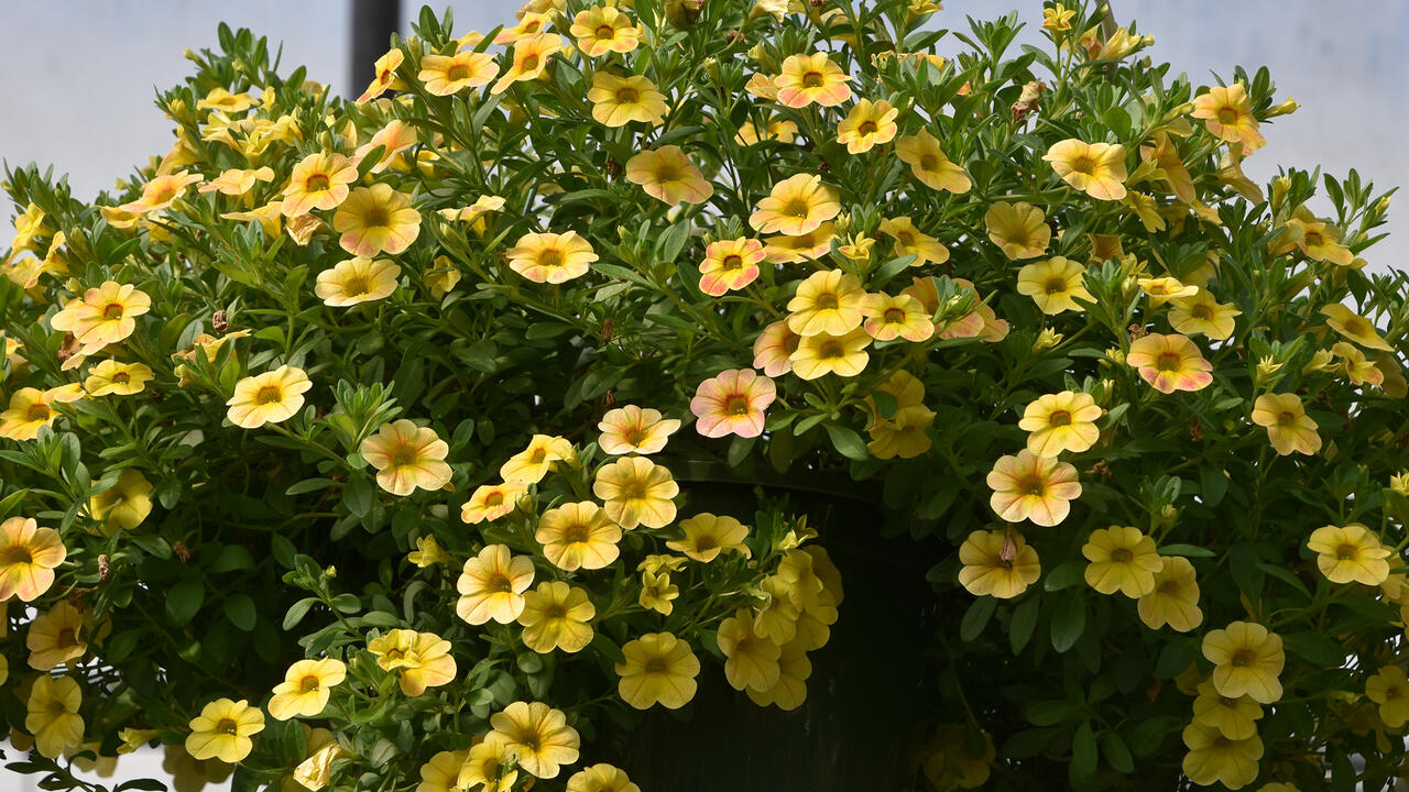 Yellow flowers cover a hanging basket.