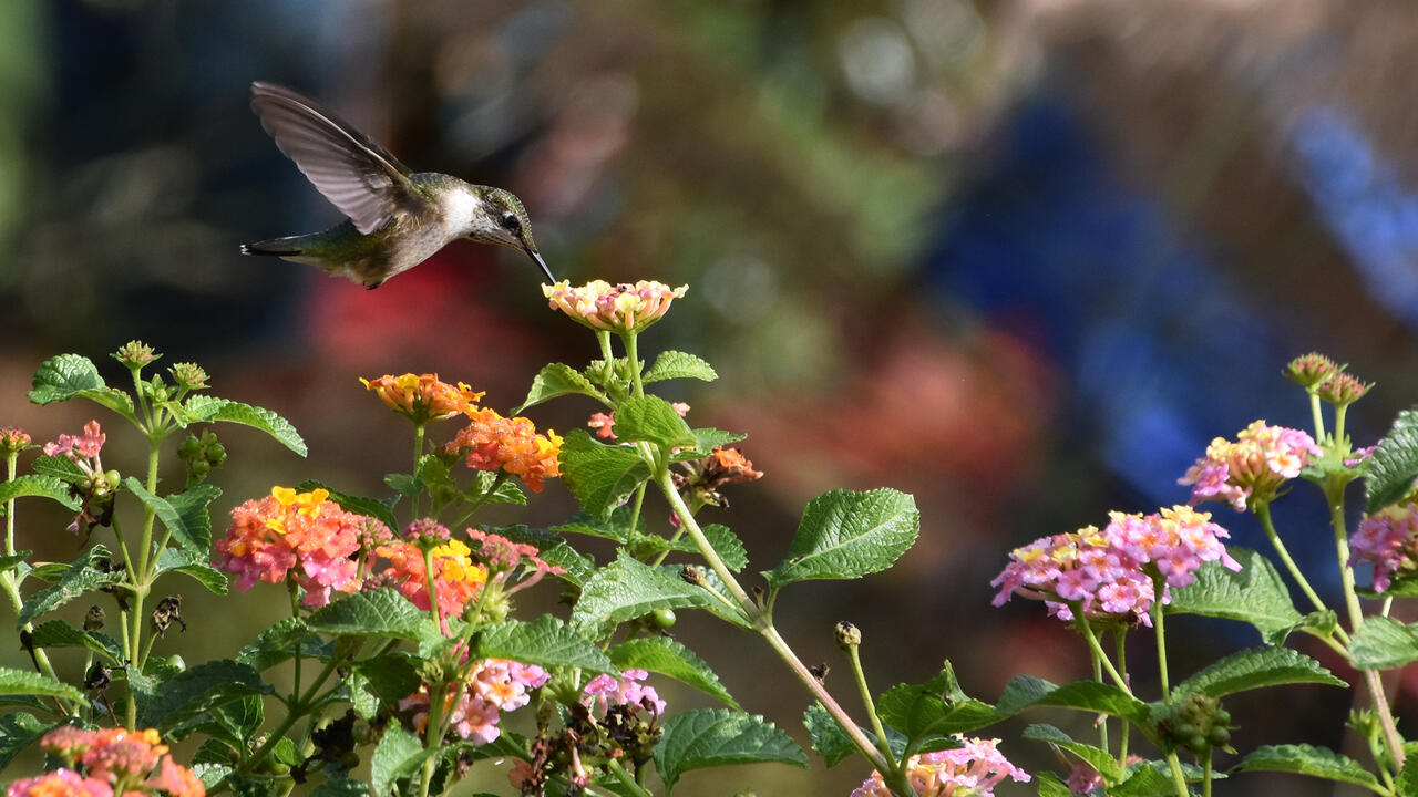 A single hummingbird drinks from a flower.