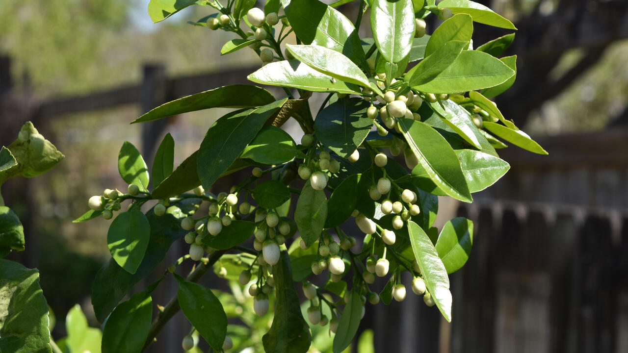 A branch is loaded with flower buds.