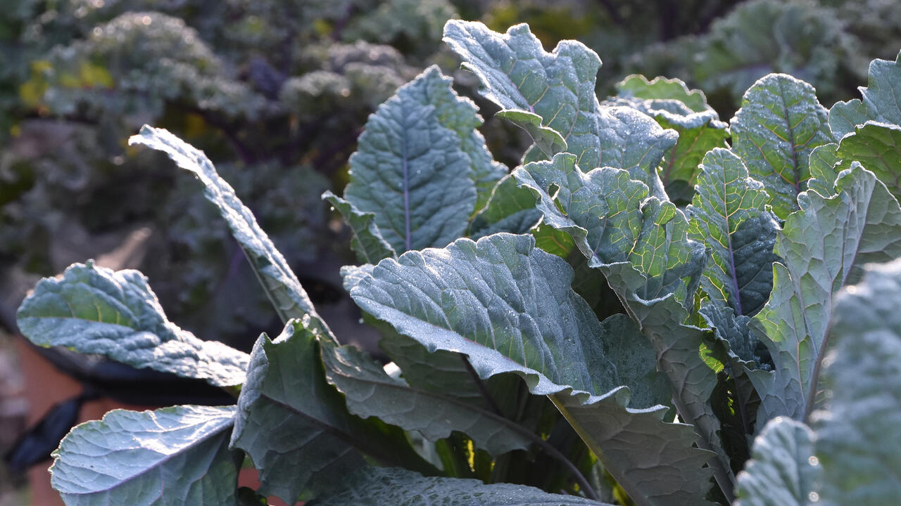 A plant has wide green leaves.