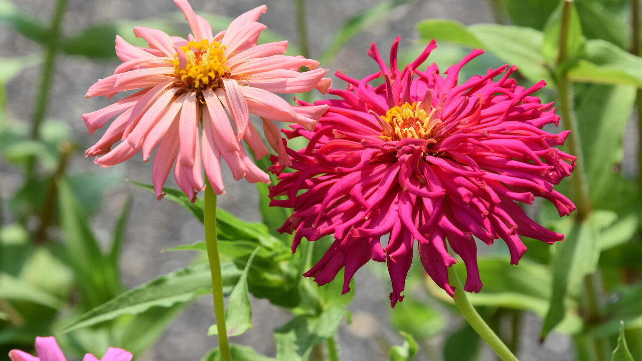 Two pink blooms have ruffled petals.