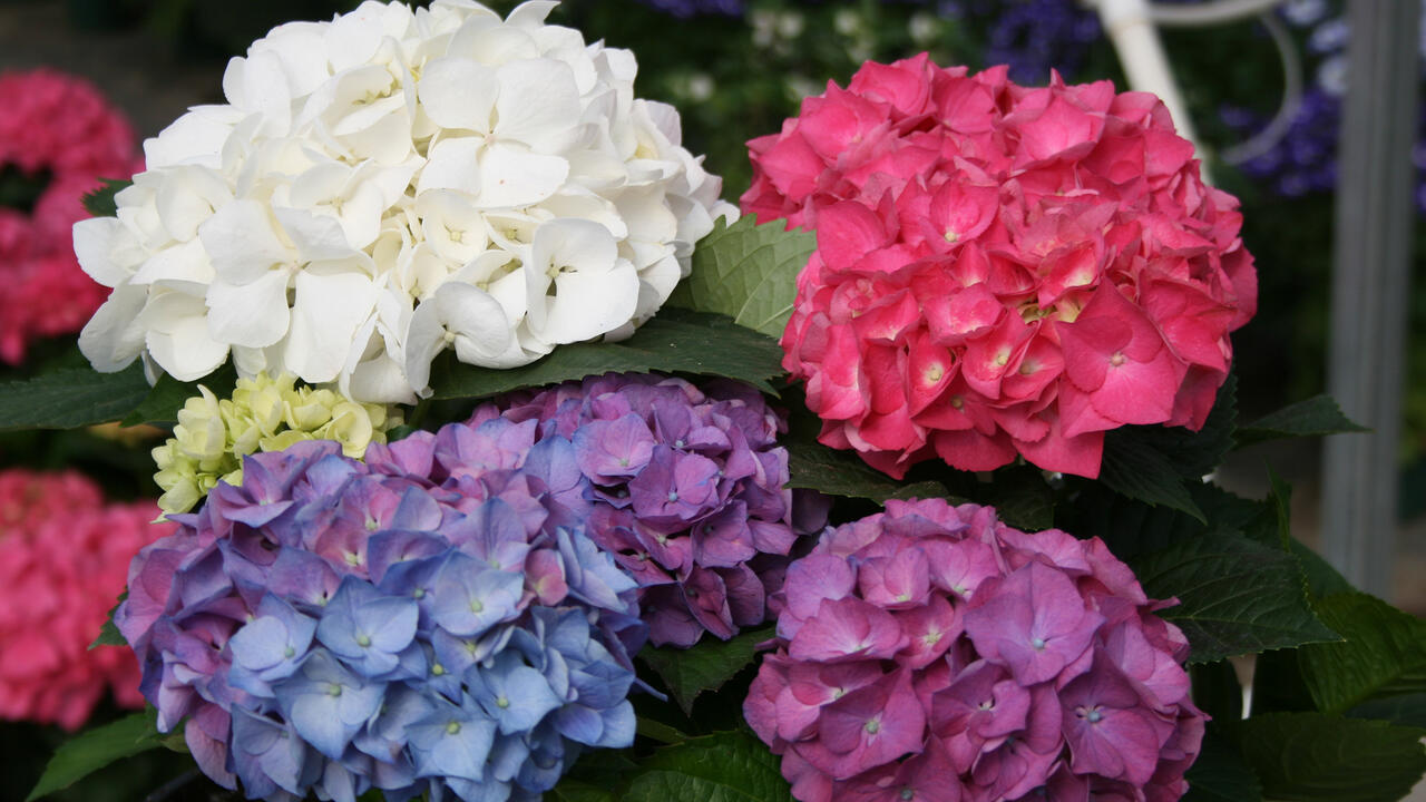 A plant has a cluster of white, pink, purple and blue blooms.