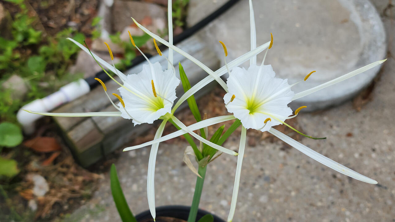A reed-like plant has delicate white blooms.