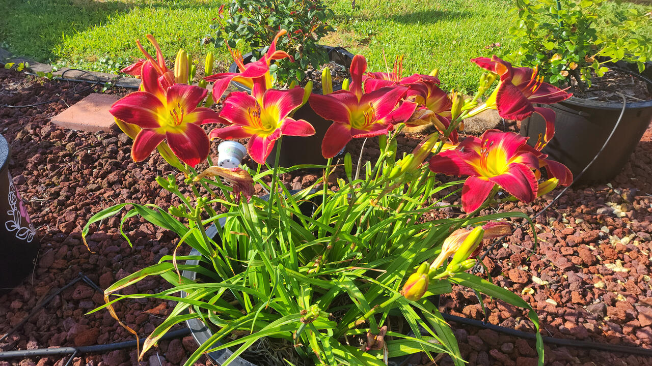 A container is filled with red blooms on stems.