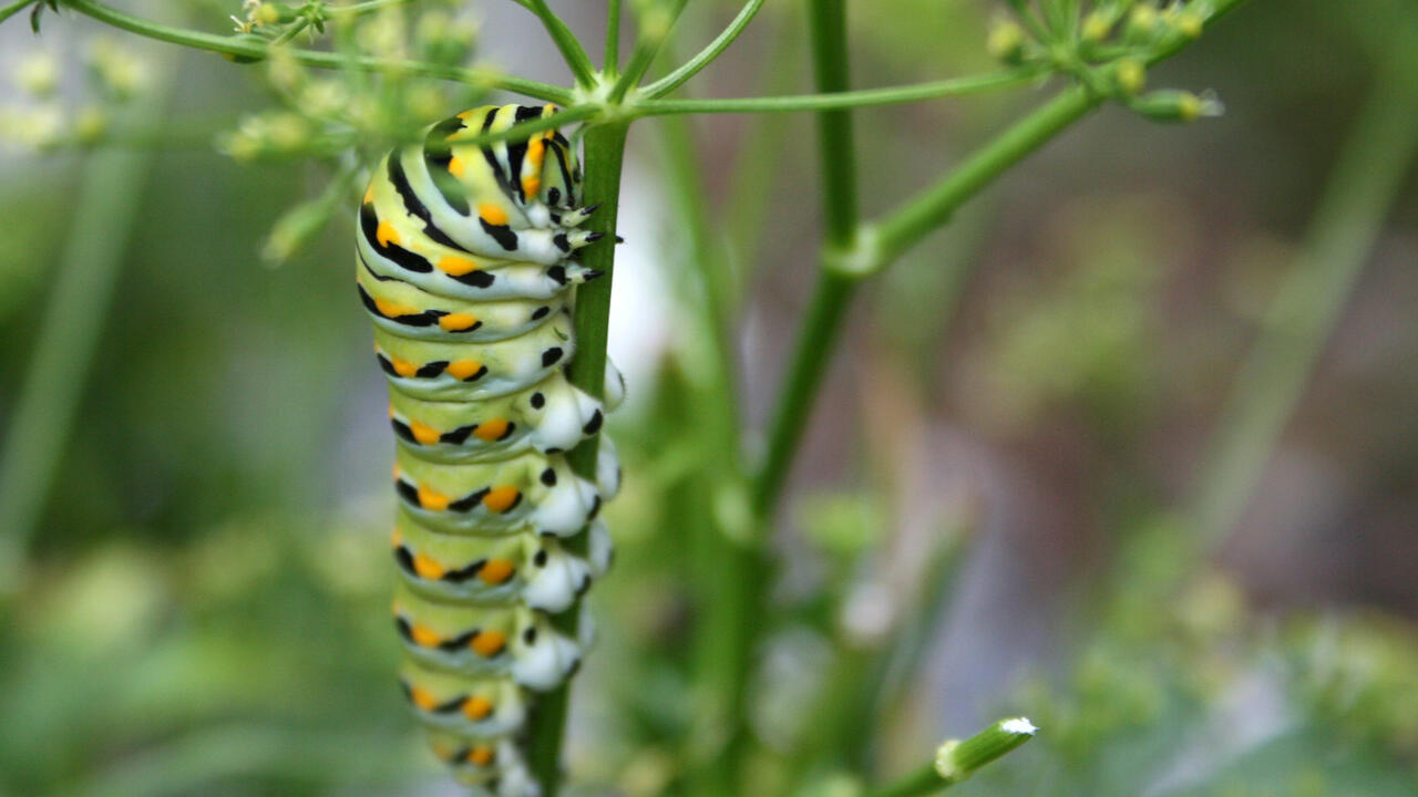 A large, green and white caterpillar has yellow spots.