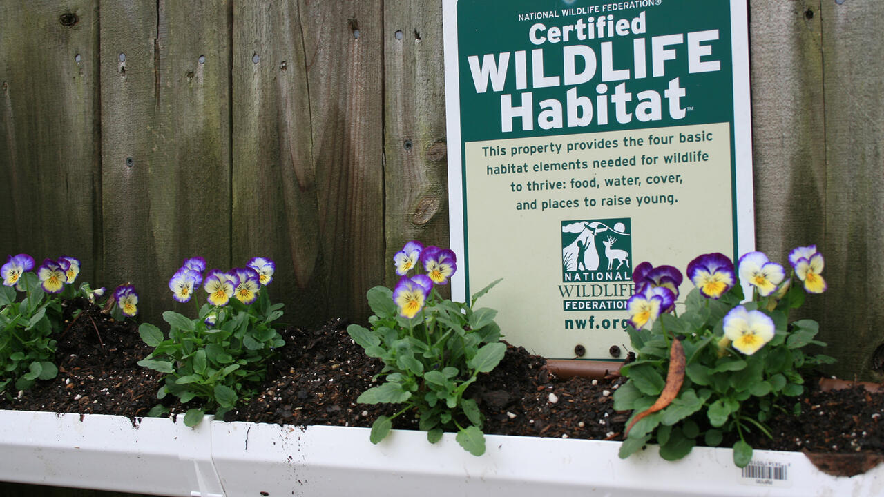 A sign sits behind a row of small plants.