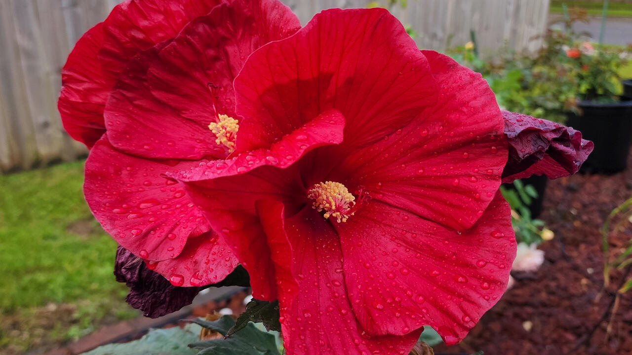 Two large, red flowers bloom on a plant.