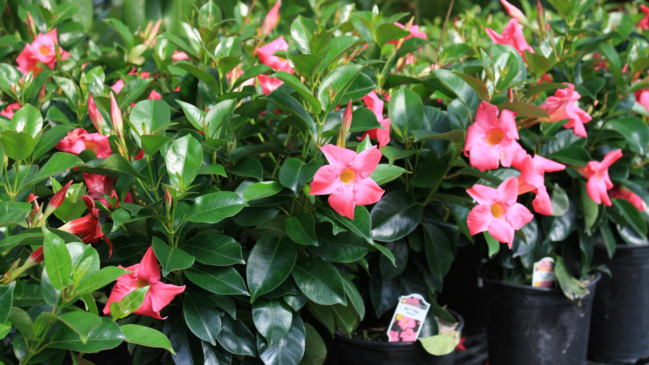 Pink flowers bloom on a row of small shrubs.