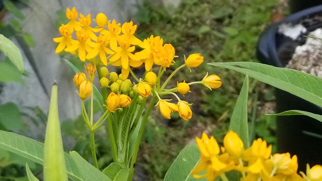 Yellow flowers bloom atop grassy plants.