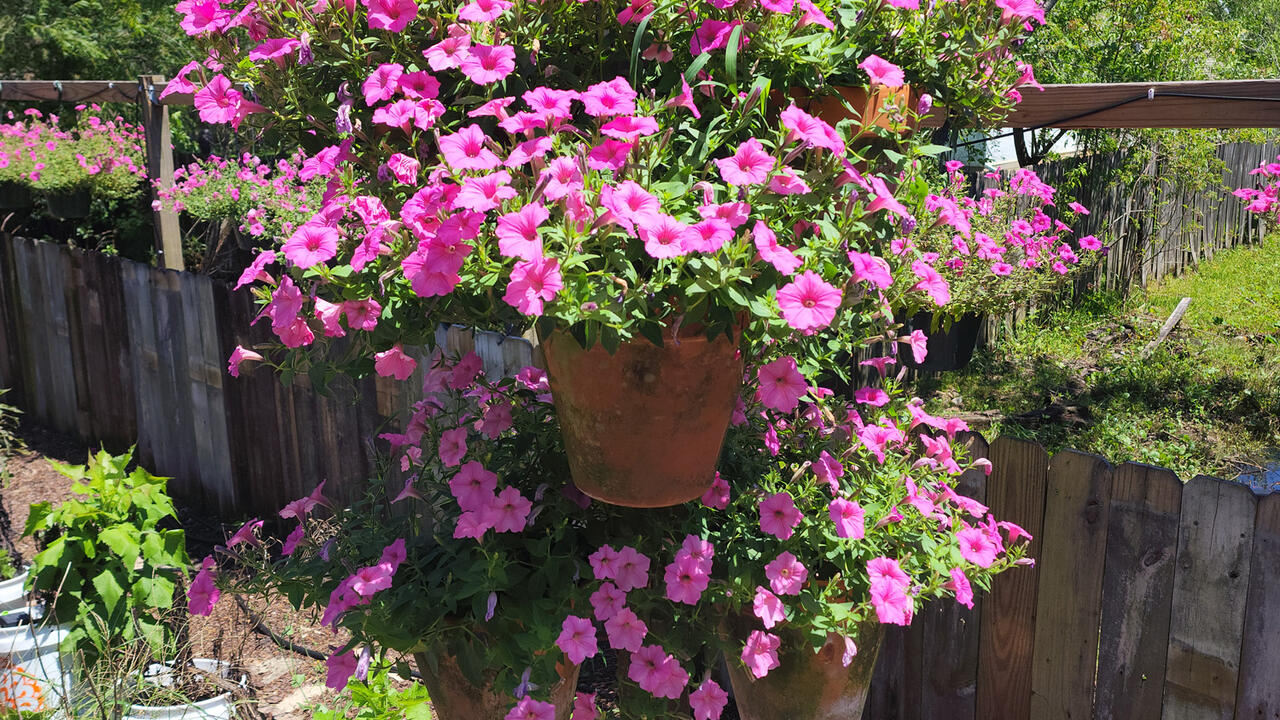 A hanging basket is covered with pink blooms.