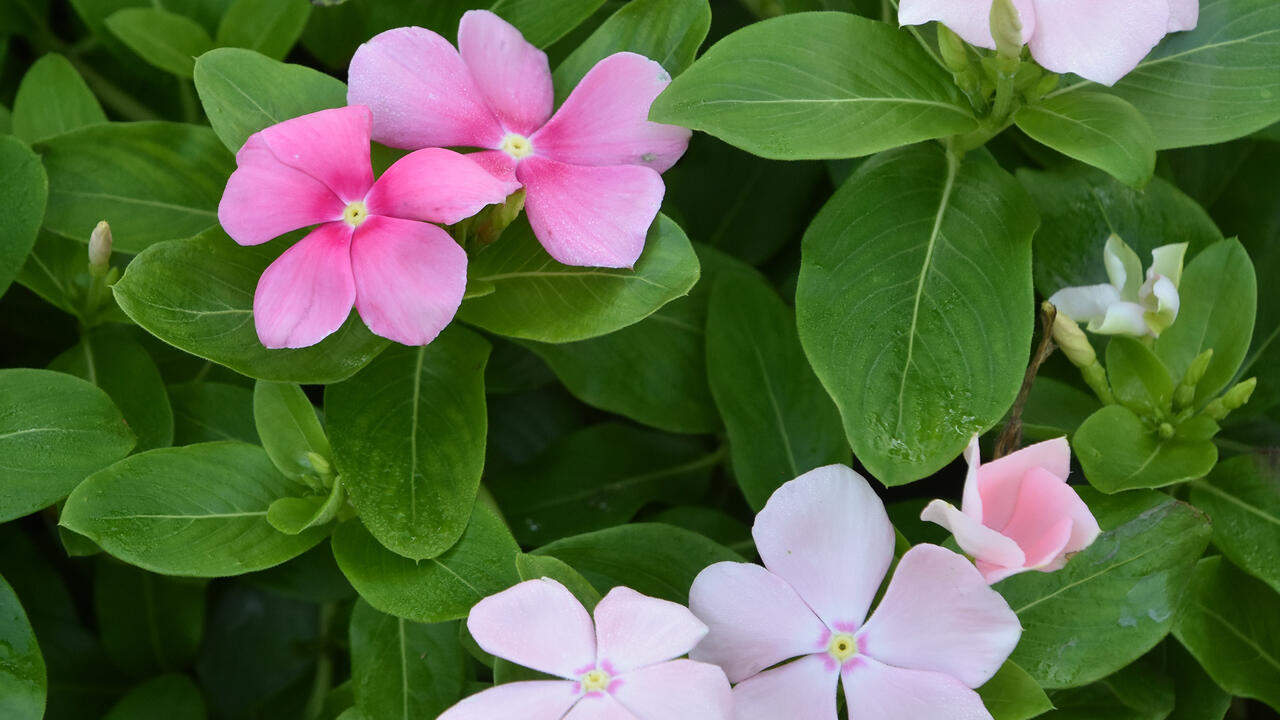 Small pink and white blooms are on a green background.