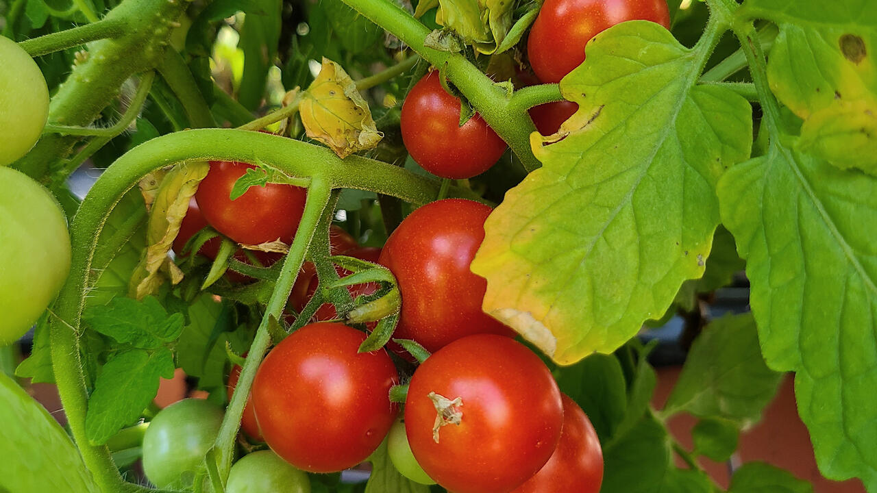 Small, red tomatoes hang in a cluster on a vine.