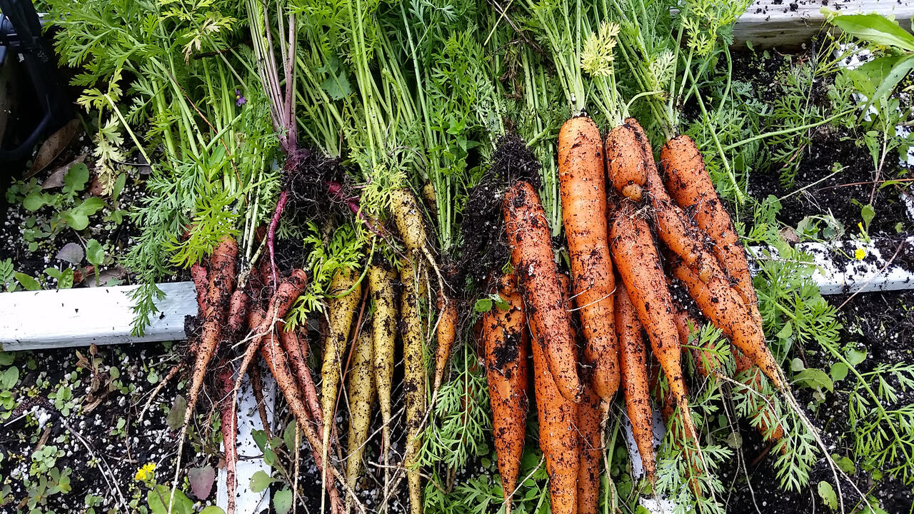 Dirt covers three colors of freshly picked carrots.