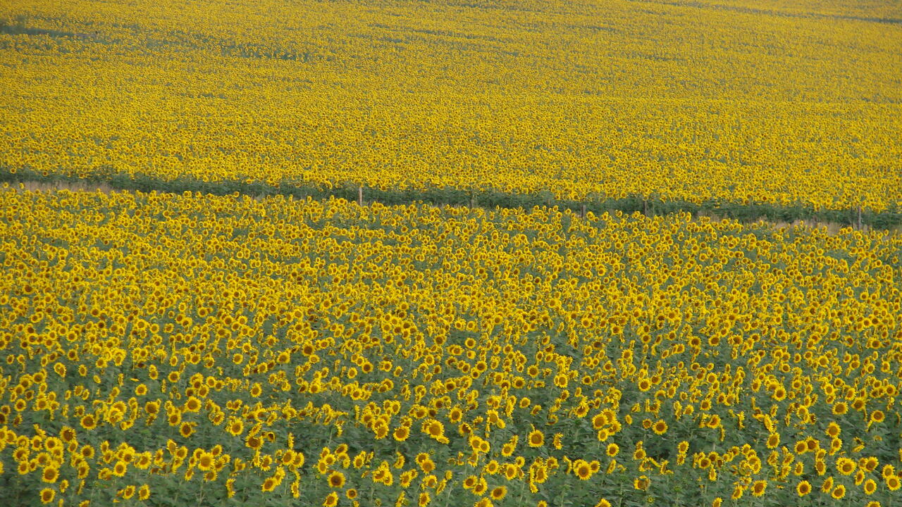 A field is covered with blooming sunflowers.