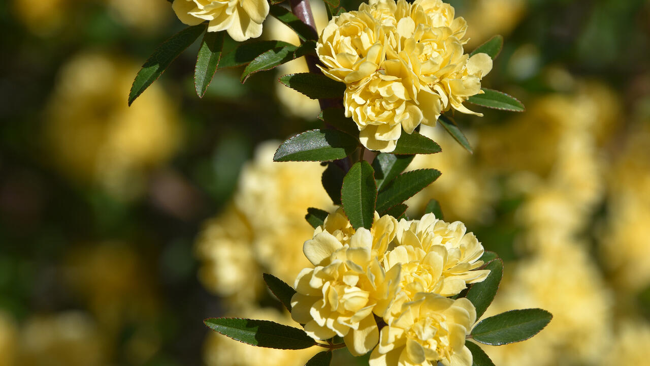 Ruffled yellow flowers bloom on a branch.