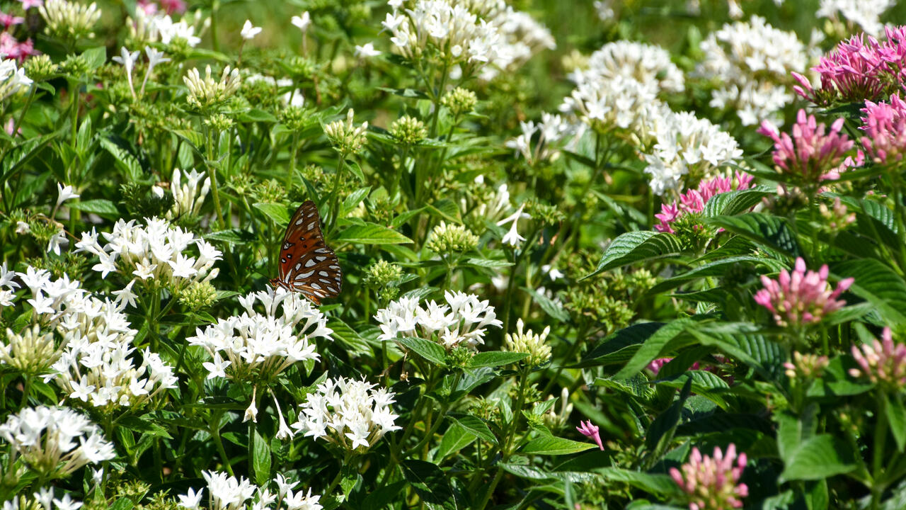 A butterfly rests on a cluster of white blooms.