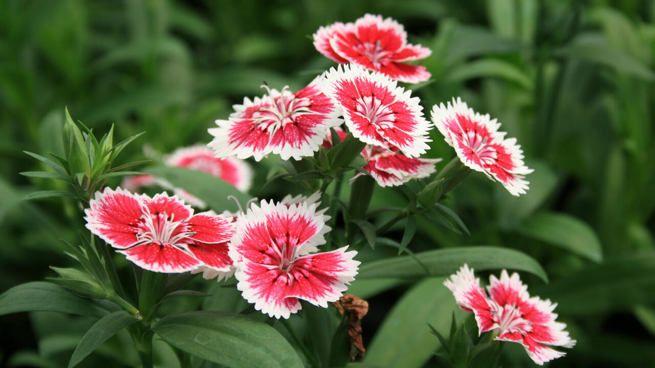 A cluster of flowers has white edges and red centers.