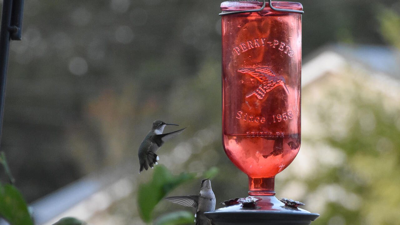 One hummingbird hovers near a red hanging feeder while a second perches on it.