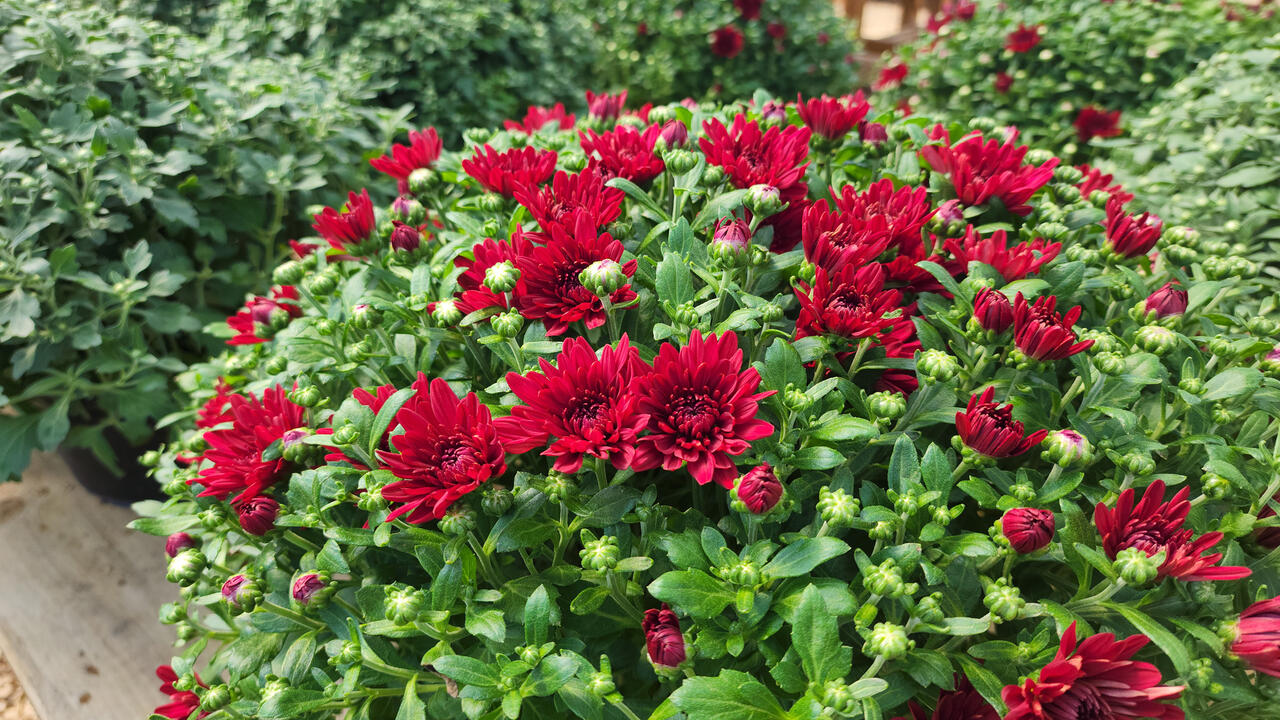 Red blooms and buds cover a plant.