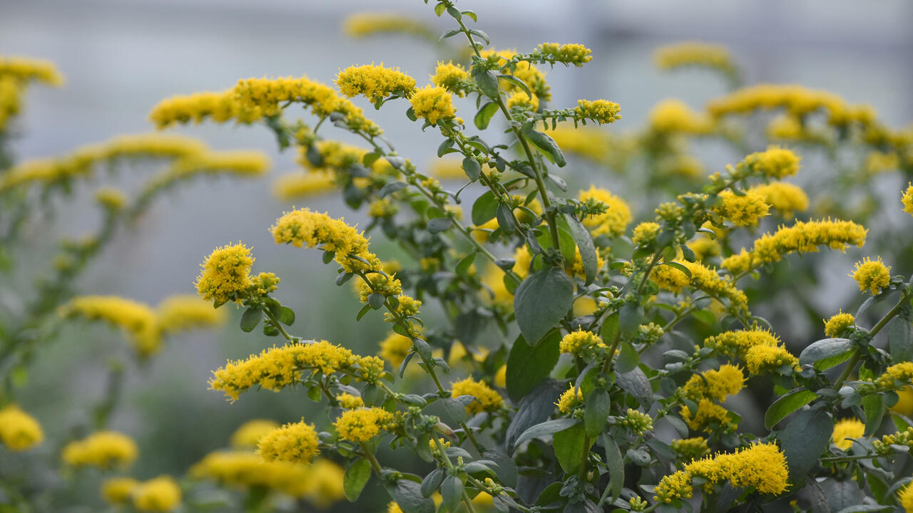 Tiny yellow blooms line arching branches.