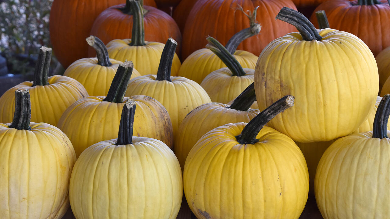 Rows of yellow pumpkins and orange pumpkins.