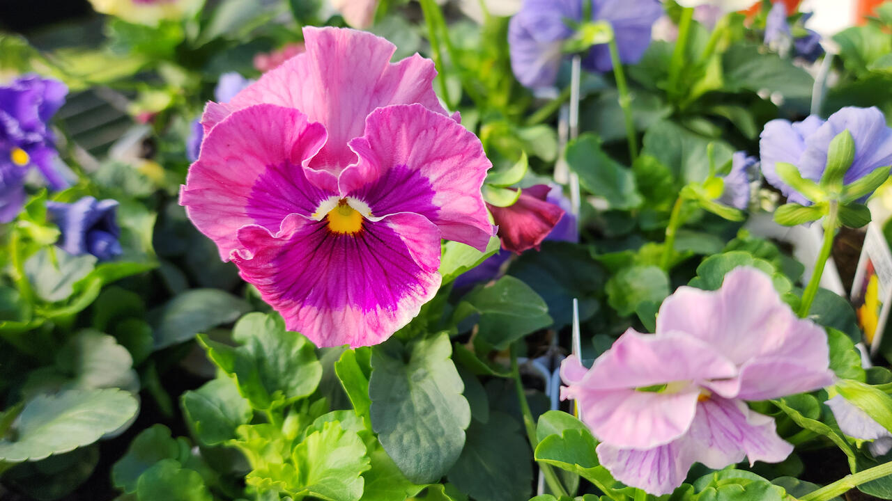Pastel flowers bloom on green foliage