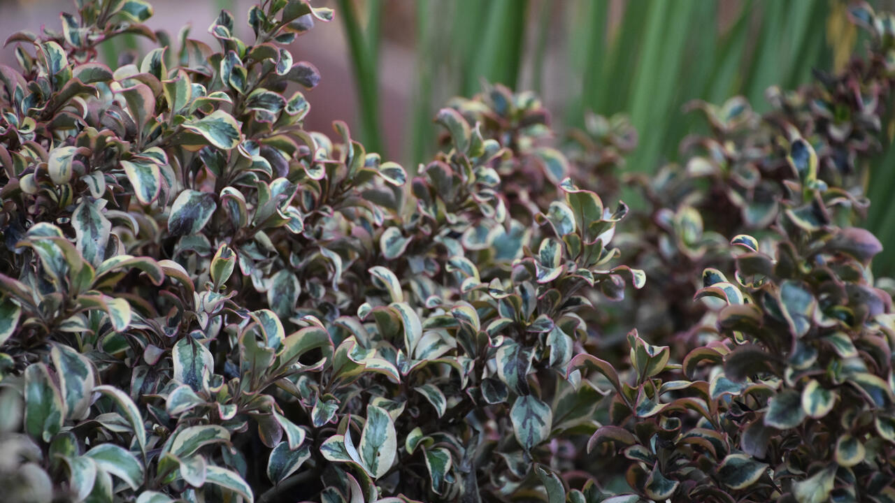Green leaves have white and gold variegated color.