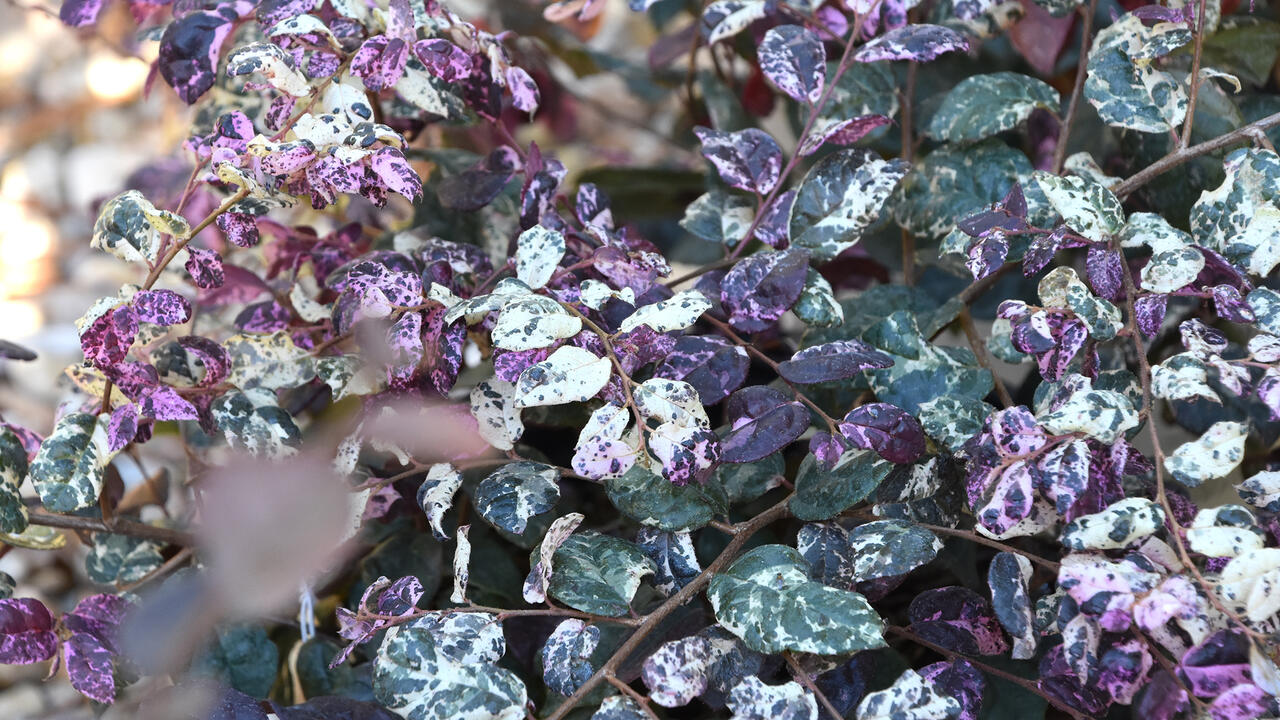 White and green variegated foliage has pink blooms.