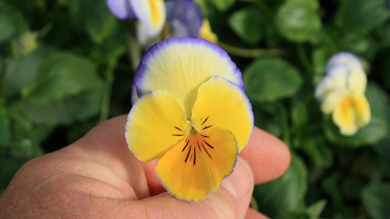 A yellow bloom has a delicate blue edge.