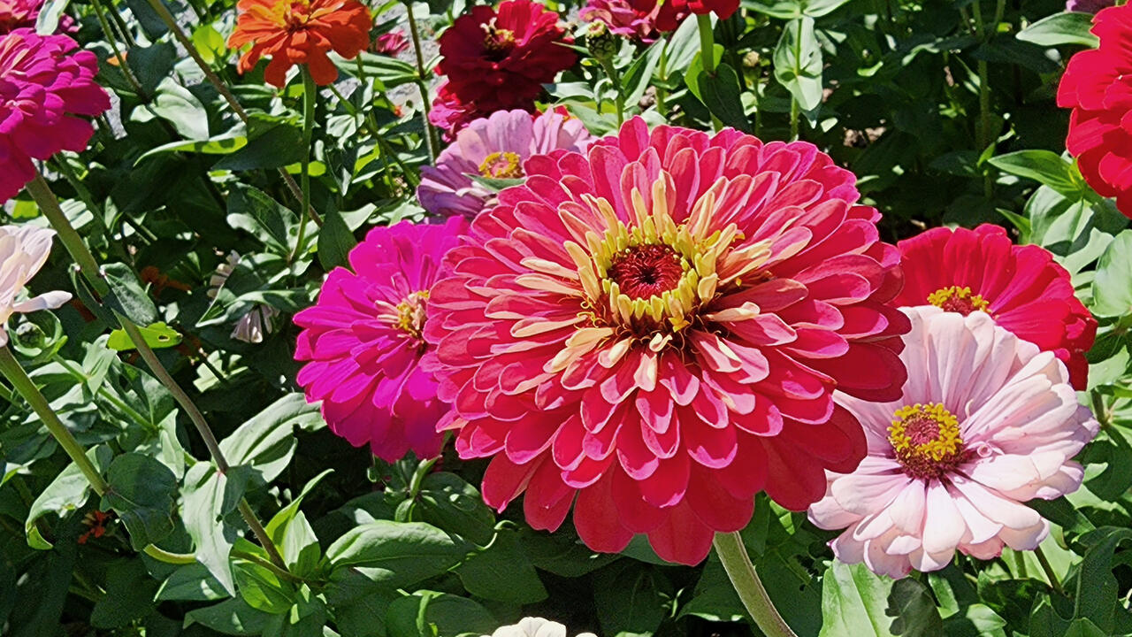 A large, red flower is surrounded by smaller, red and white flowers.