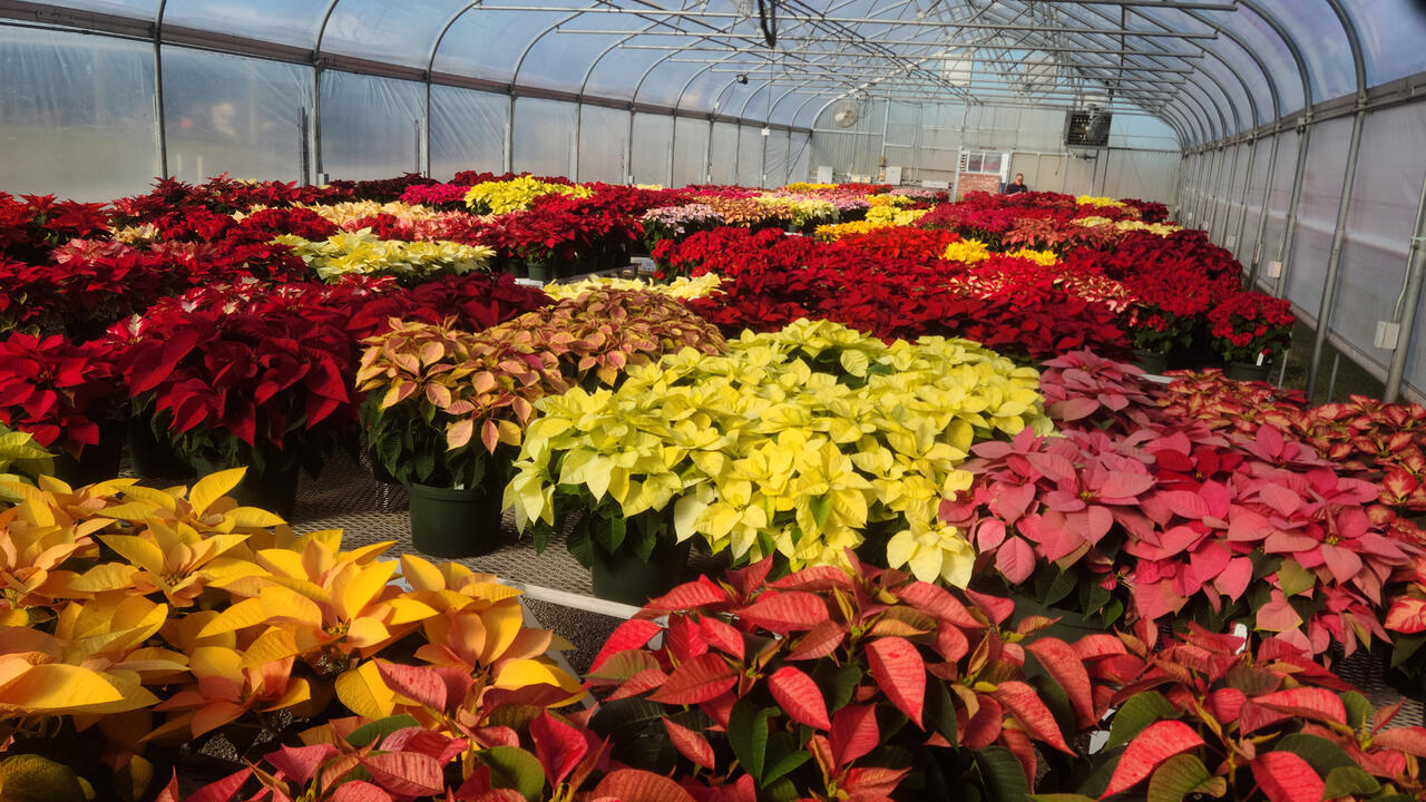A greenhouse is full of poinsettias in a variety of red, yellow, orange and pink colors.