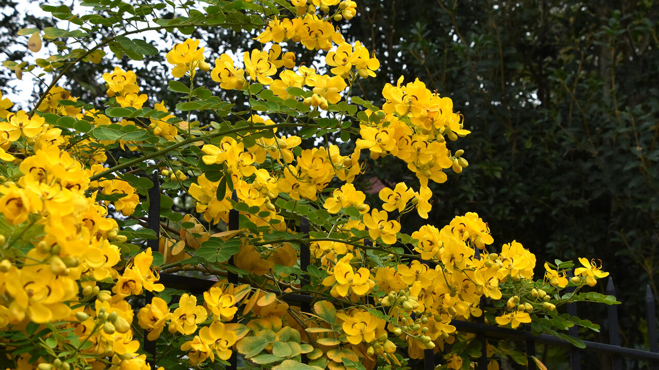 Massive clusters of yellow flowers cause stems to arch downward.