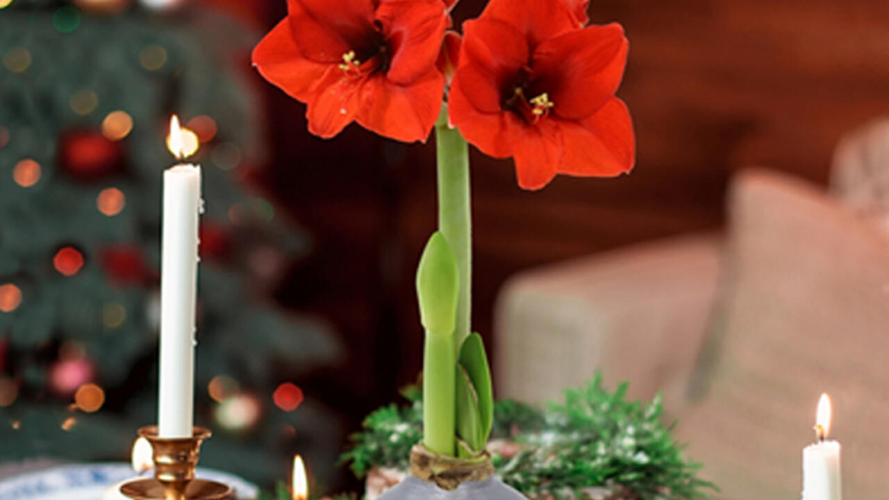Two red flowers bloom on a stalk among holiday decorations.