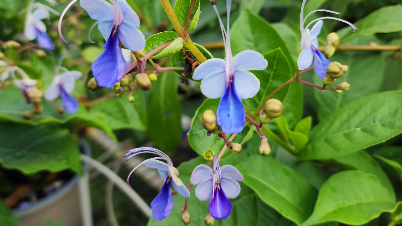 Small, purple flowers bloom on a shrub.
