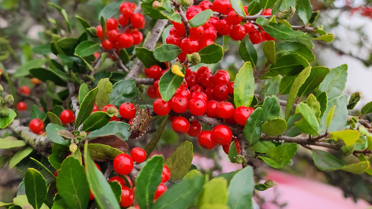 A cluster of red berries is surrounded by green leaves.