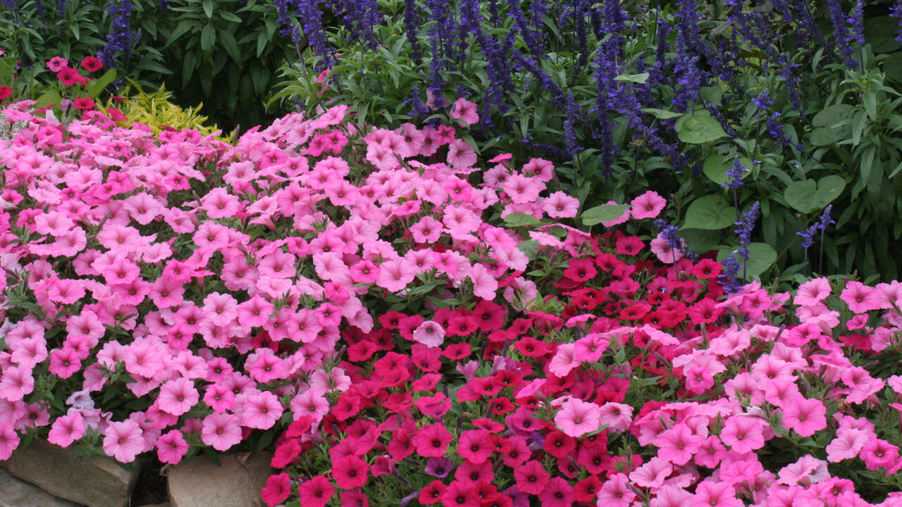 Masses of pink flowers border a flower bed.