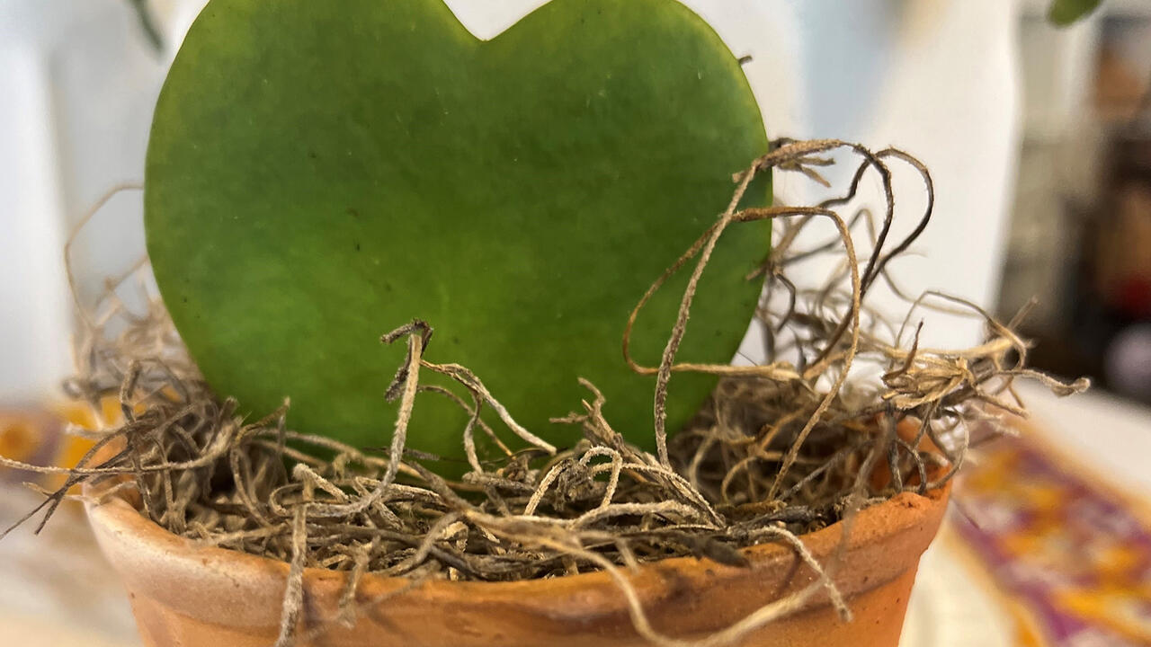 A leaf shaped like a heart grows in a pot.