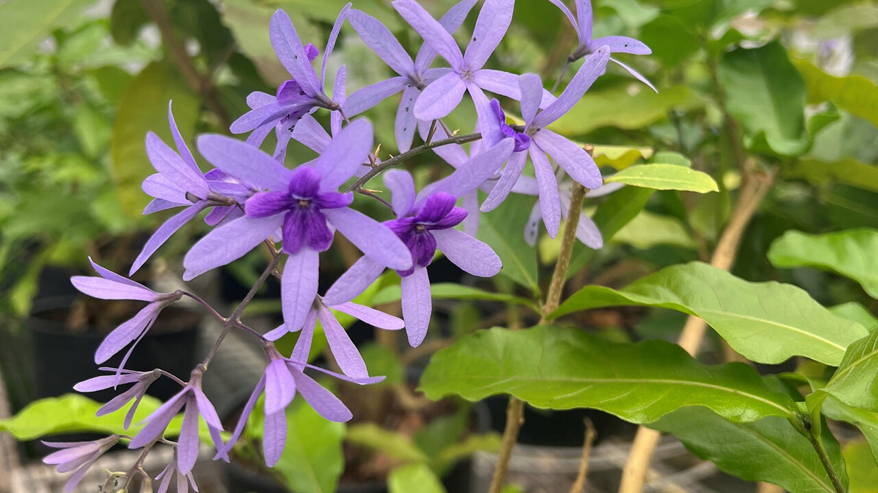 Light-purple blooms on a vine have dark-purple centers.